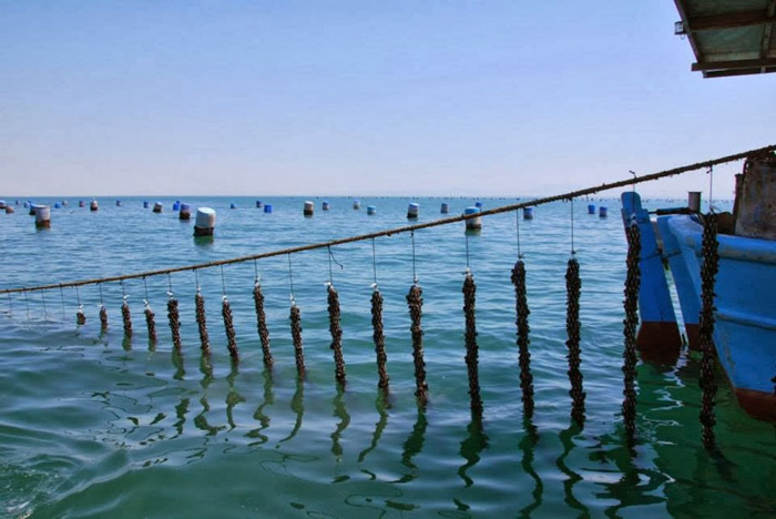 midokalliergeia-adeiodotisi-sxedio2