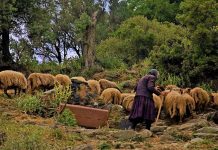 ΠΑΣΟΚ: Άμεσα μέτρα στήριξης για την παραδοσιακή μορφή κτηνοτροφίας