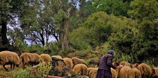 ΠΑΣΟΚ: Άμεσα μέτρα στήριξης για την παραδοσιακή μορφή κτηνοτροφίας