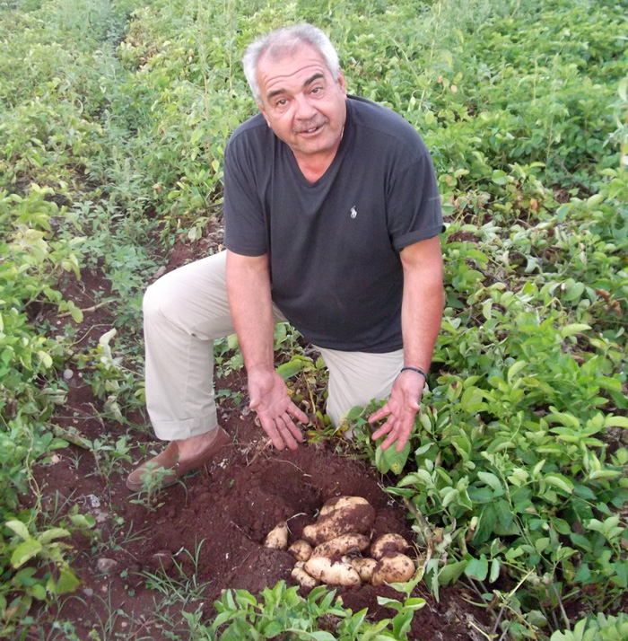 se-eleftheri-ptosi-i-timi-tis-patatas-sti-fthiotida-89023