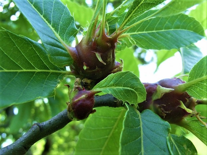 h-perifereia-peloponnisou-analamvanei-to-kostos-antimetopisis-tis-sfikas-tis-kastanias-vinteo-88539