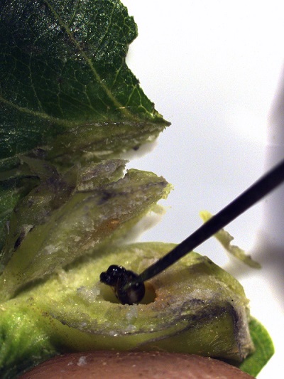 H Περιφέρεια Πελοποννήσου αναλαμβάνει το κόστος αντιμετώπισης της σφήκας της καστανιάς (Βίντεο)