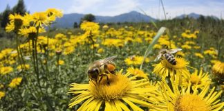 Τα φυτοφάρμακα που βλάπτουν τις μέλισσες