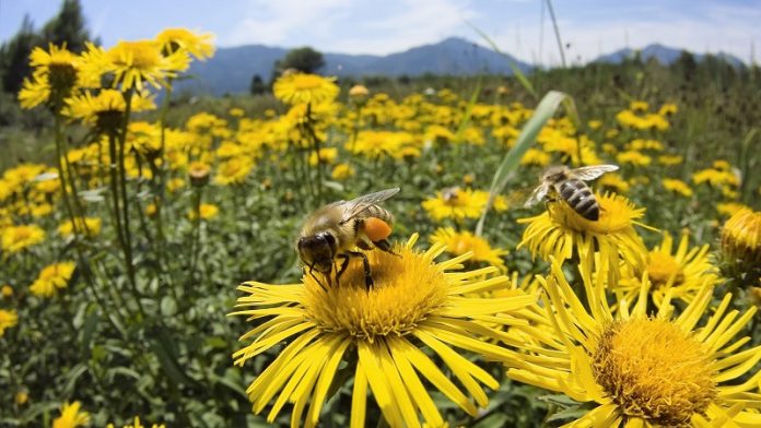 Τα φυτοφάρμακα που βλάπτουν τις μέλισσες