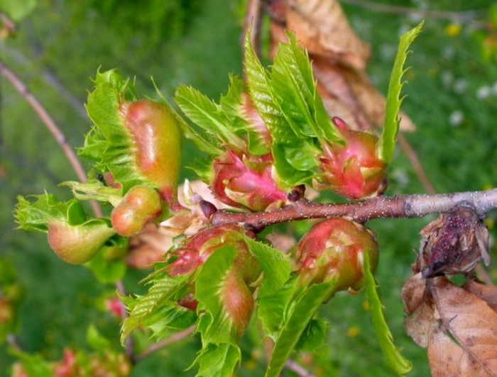 pieria-therizei-i-sfika-tis-kastanias-86924