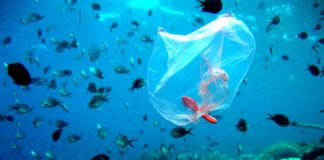 Νέα στοιχεία για τη μόλυνση από πλαστικά στη Μεσόγειο δίνει στη δημοσιότητα το WWF