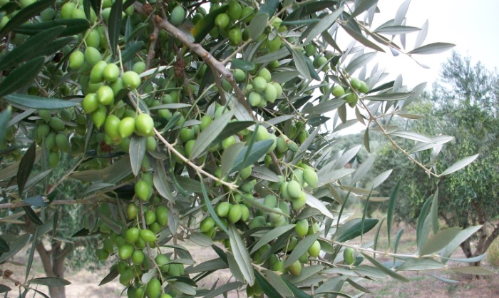 proeidopoiiseis-gia-ton-pyrinotriti-sti-fthiotida-86927