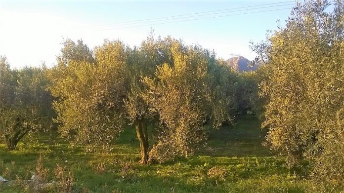 Ψεκασμούς για δάκο στα Παπαδιάνικα, ζητά ο δήμαρχος Μονεμβασιάς