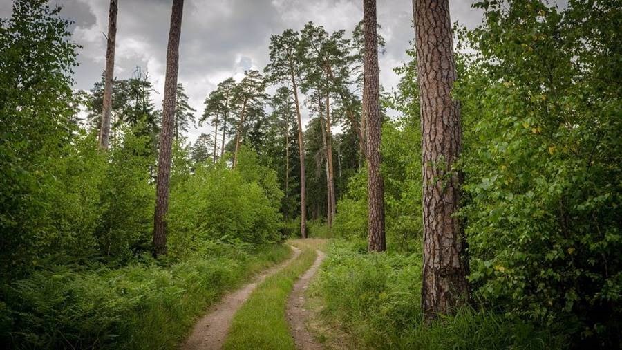 sta-prothyra-tis-katarrefsis-to-teleftaio-archegono-dasos-tis-evropis-87131