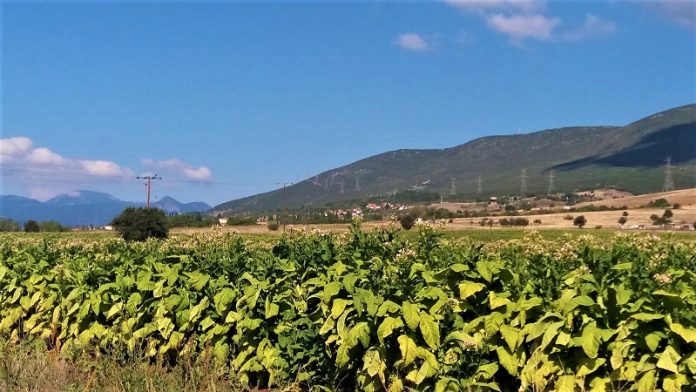 Παρέμβαση Κόκκαλη για τους απλήρωτους καπνοπαραγωγούς της Μακρυνείας