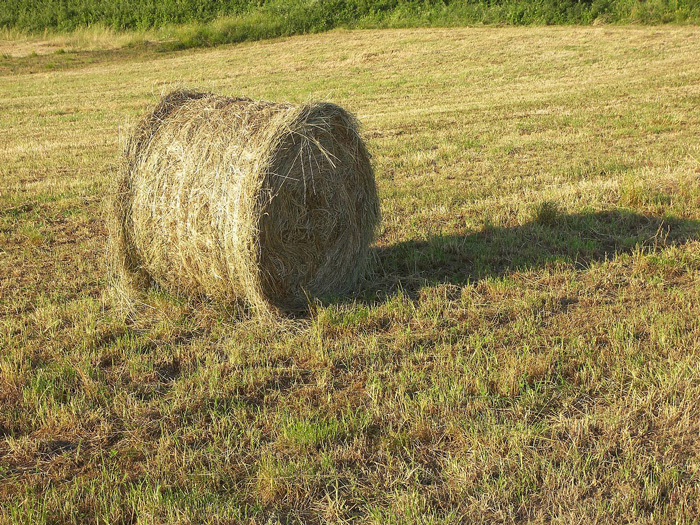 H καλλιέργεια τριφυλλιού θα αποκτήσει μεγαλύτερη ώθηση, αν στηριχθεί η κτηνοτροφία