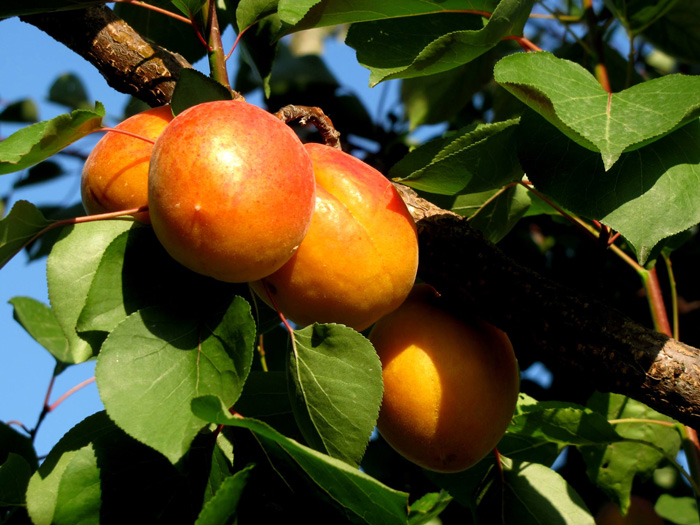 verikoko-kalliergeia-korinthos-kiato2