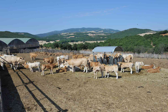 Η «Ελληνική Ξανθόχρωμη» φυλή βοοειδών, δημιούργημα κτηνοτρόφου από τη Χαλκιδική