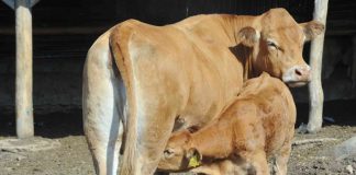 Από 26 Μαρτίου οι αιτήσεις για τη βιολογική κτηνοτροφία