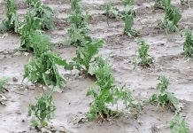 Ανυπολόγιστες ζημιές στις καλλιέργειες της Πέλλας προκάλεσε η κακοκαιρία