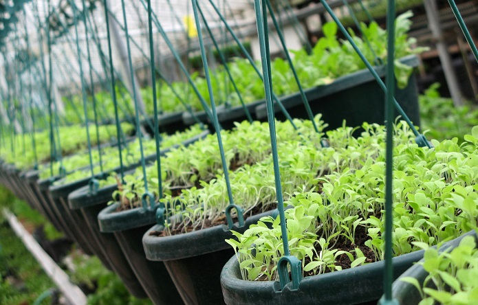 Βασίλης Κόκκαλης: Βούληση του ΥΠΑΑΤ να αποκτήσει η χώρα έναν αξιόπιστο κατάλογο φυτογενετικών πόρων