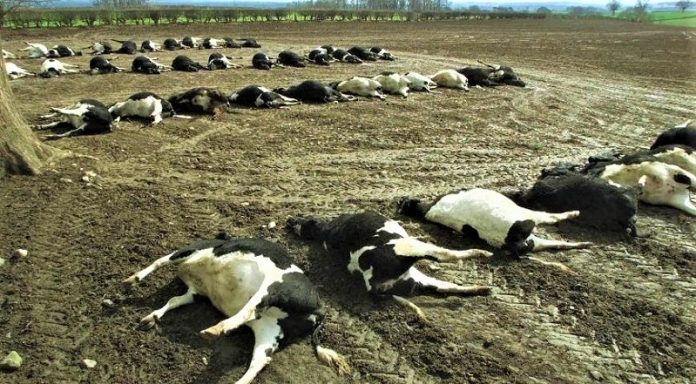 afthodis-piretos ΥΠΑΑΤ: Πανελλαδική Άσκηση Προσομοίωσης Αντιμετώπισης του Αφθώδους Πυρετού
