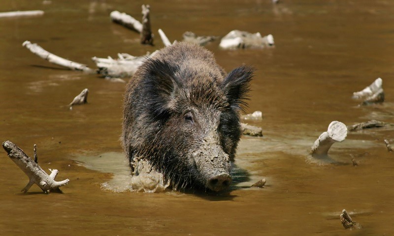 agriochoiroi-kai-lykoi-rimazoun-chorafia-kai-ktinotrofikes-monades-stin-eordaia-94233