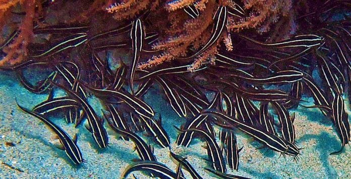 anisixia endexomeni afixi nera aigaiou neou eidous dilitiriodous psariou Ανησυχία από ενδεχόμενη άφιξη στα νερά του Αιγαίου νέου είδους δηλητηριώδους ψαριού