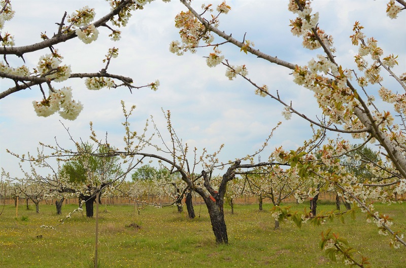 Προβληματισμένοι από τις χαλαζοπτώσεις οι κερασοπαραγωγοί της Ροδόπης