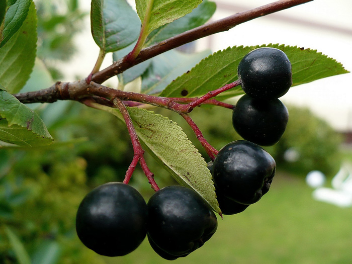 aronia-kalliergeia-3