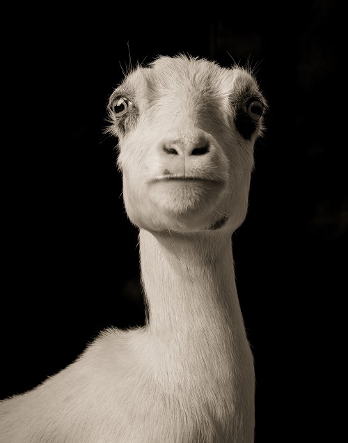 Δείτε τις πιο κομψές γίδες του κόσμου σε ένα απίθανο πρότζεκτ