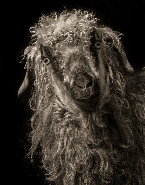 Δείτε τις πιο κομψές γίδες του κόσμου σε ένα απίθανο πρότζεκτ