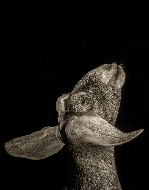 Δείτε τις πιο κομψές γίδες του κόσμου σε ένα απίθανο πρότζεκτ