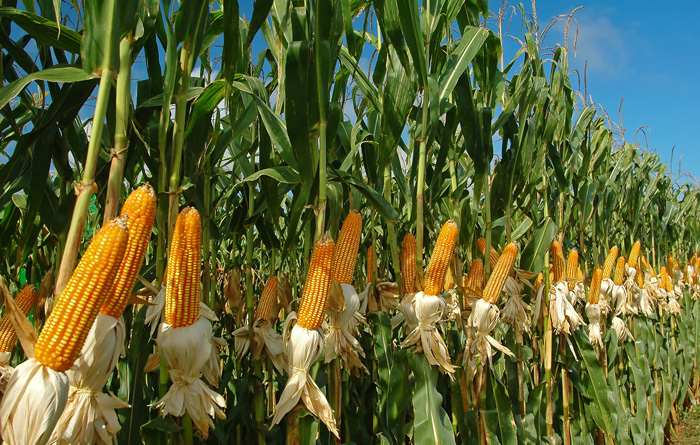 therizei-sti-voreia-ellada-to-entomo-diabrotica-pou-prosvallei-ta-kalabokia-90354