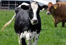 ΕΛΒΙΖ: Λύσεις για τον κτηνοτρόφο μέσα από την Έρευνα και την Καινοτομία