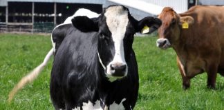ΕΛΒΙΖ: Λύσεις για τον κτηνοτρόφο μέσα από την Έρευνα και την Καινοτομία