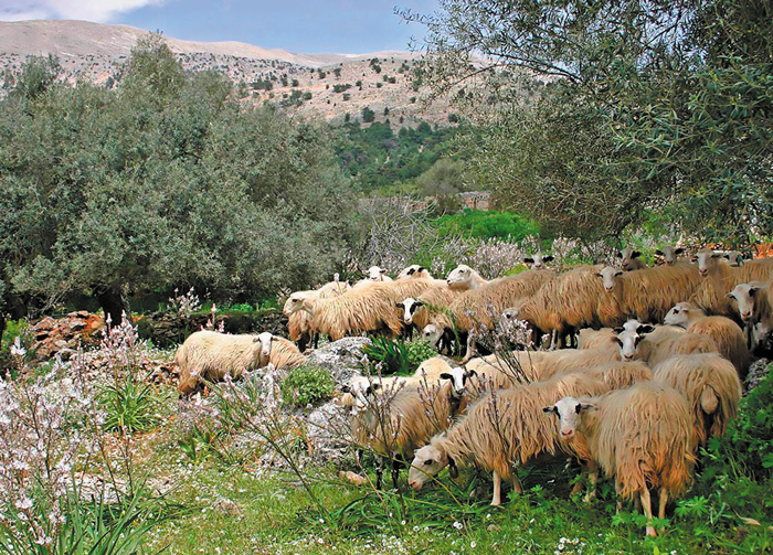 enisxyseis-viologiki-ktinotrofia