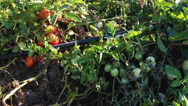 Επίσκεψη ΘΕΣΤΟ και ΕΛΓΑ σε πληγείσες περιοχές της Λάρισας και των Φαρσάλων 