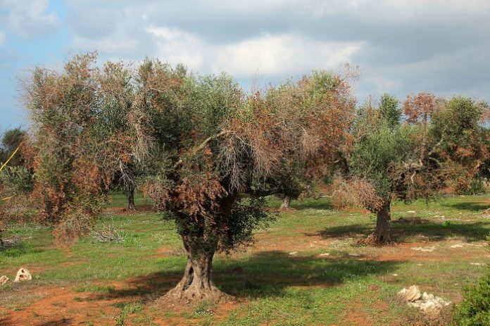 Φραγμό στην xylella από την Περιφέρεια Ιονίων Νήσων