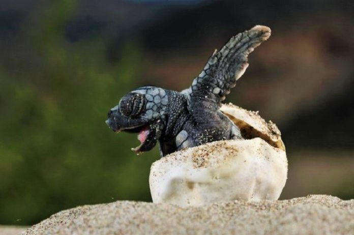 Γεννήθηκαν τα πρώτα χελωνάκια Caretta caretta στη Ζάκυνθο