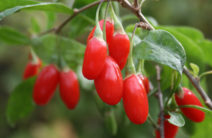 goji-berry-kalliergeia