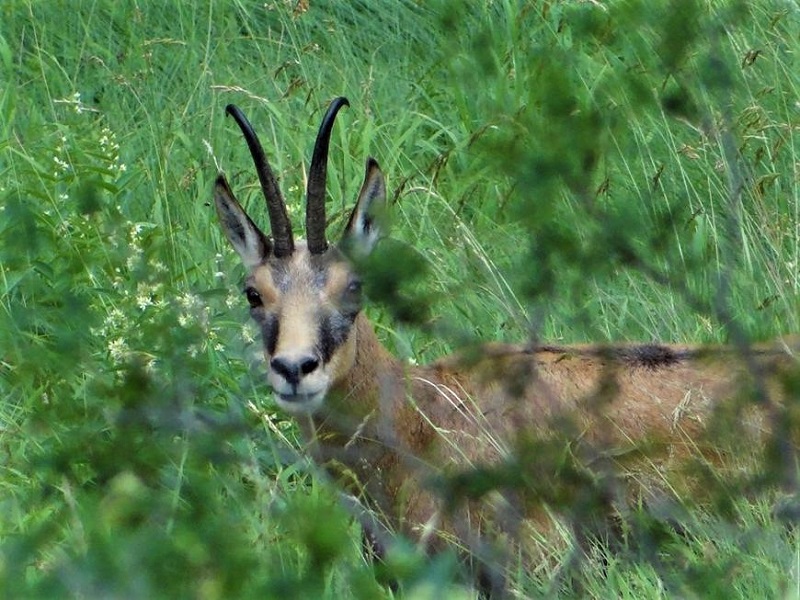 katametrithike-to-valkaniko-agriogido-sto-dasos-tou-fraktou-91850