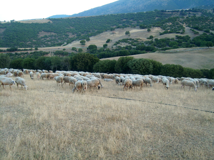 ktinotrofia-olympos-livadi