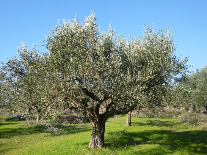 larisa dienergeia dolomatikon psekasmon katapolemisi dakou elias Λάρισα: Διενέργεια δολωματικών ψεκασμών για την καταπολέμηση του δάκου της ελιάς