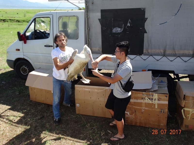 Λίμνη Κερκίνη: 4 πελεκάνοι επανεντάχθηκαν μετά από νοσηλεία τους (ΦΩΤΟ)