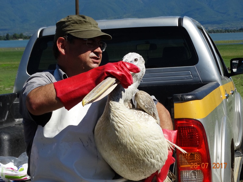 Λίμνη Κερκίνη: 4 πελεκάνοι επανεντάχθηκαν μετά από νοσηλεία τους (ΦΩΤΟ)