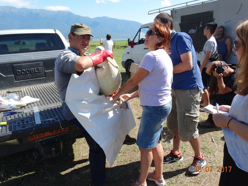 Λίμνη Κερκίνη: 4 πελεκάνοι επανεντάχθηκαν μετά από νοσηλεία τους (ΦΩΤΟ)