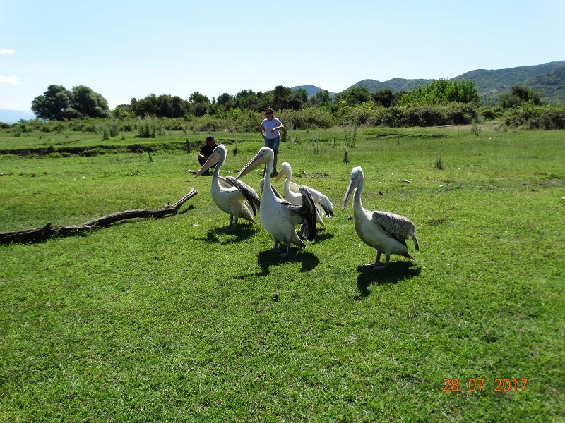 Λίμνη Κερκίνη: 4 πελεκάνοι επανεντάχθηκαν μετά από νοσηλεία τους (ΦΩΤΟ)