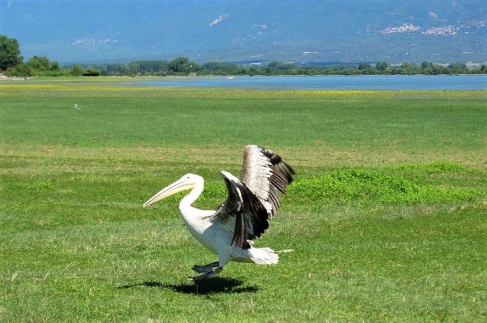 limni kerkini 4 pelekanoi epanentaxthikan nosileia6 Λίμνη Κερκίνη: 4 πελεκάνοι επανεντάχθηκαν μετά από νοσηλεία τους (ΦΩΤΟ)