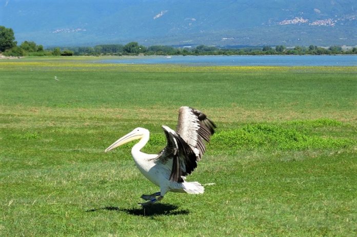 Λίμνη Κερκίνη: 4 πελεκάνοι επανεντάχθηκαν μετά από νοσηλεία τους (ΦΩΤΟ)