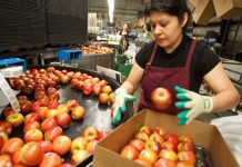 Πτώση αναμένεται για τη φετινή ελληνική και ευρωπαϊκή παραγωγή μήλων