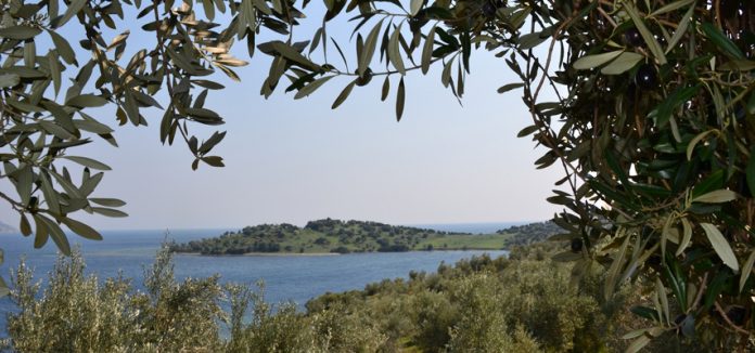 modousa-lesvos-elaiolado modousa-lesvos-elaiolado