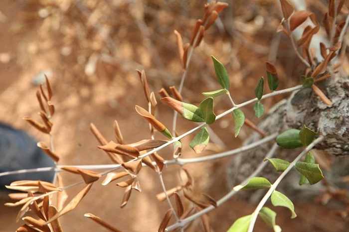 Νέο κρούσμα της Xylella σε ελαιοκαλλιέργεια στη Μαδρίτη