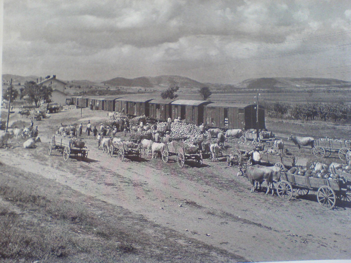 Το πεπόνι Τυχερού έλκει την καταγωγή του από τη Μικρά Ασία και έφτασε στο Τυχερό και στον Πέπλο Έβρου από πρόσφυγες Το πεπόνι Τυχερού έλκει την καταγωγή του από τη Μικρά Ασία και έφτασε στο Τυχερό και στον Πέπλο Έβρου από πρόσφυγες