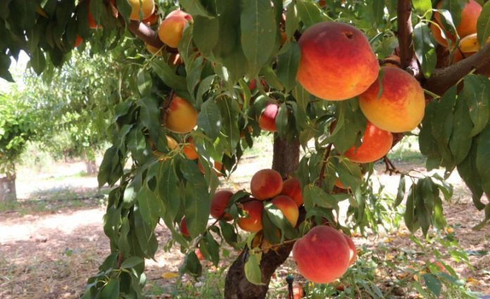 Ενισχύσεις de minimis 10,2 εκατ. ευρώ στους ροδακινοπαραγωγούς Ενισχύσεις de minimis 10,2 εκατ. ευρώ στους ροδακινοπαραγωγούς